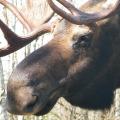 Moose sweep Moose sweep closeup